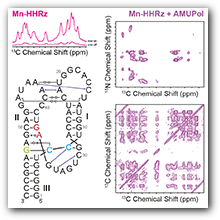 DNP of RNA