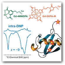 DNP within Gd(III)-labeled proteins